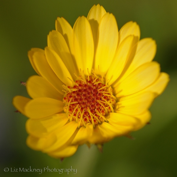 Heliopsis False Sunflower