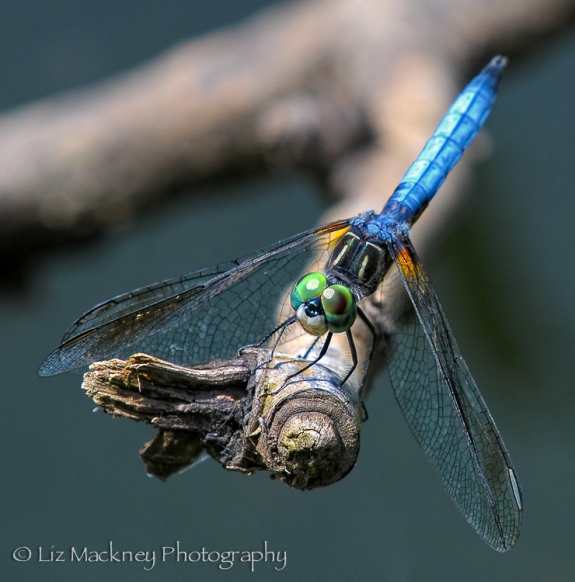 blue dasher dragonfly macro image